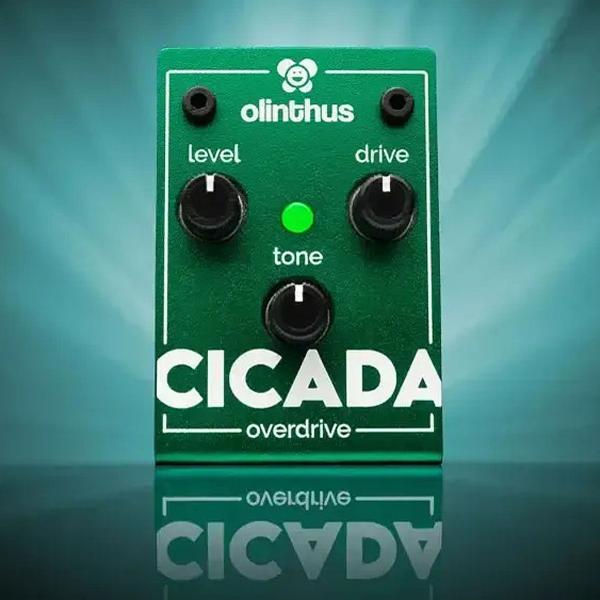 Olinthus Cicada